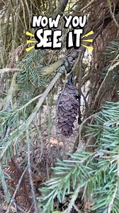 ✨ Now you see it, now you don’t! ✨ Video: A geocacher stands at the edge of an evergreen tree, showing a pinecone disguised as a geocache. They slowly let go of the branch, which covers up the geocache. #geocaching #geocache #explore #fun #adventure #magic | Geocaching