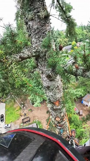 Robert tree cutting service 🌲 my work start with tree branches cutting #roberttreecuttingservice #robert_climber #reels2023 #viralreels #homeservices #trendingreels #treelife #chainsaw #reels #tree | Robert Climber