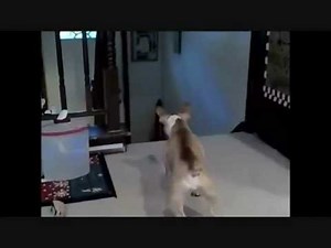 French﻿ Bulldog vs Cat