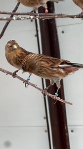 112K views · 4.4K reactions | I can tell the breeding season is just around the corner… 諸 Here’s one of the male Twites in our conservation program chattering away to the rest of the flock  | OC Aviary | Facebook