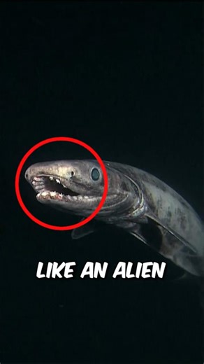 You’ll Think This Creature Is From Another Planet! 👽