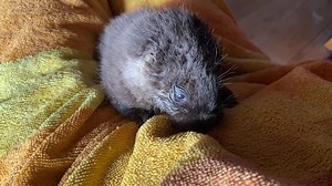 39K reactions · 3.3K shares | We are happy to say that Tamar the...