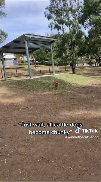 Winnie: The World’s Fastest Heeler 💨