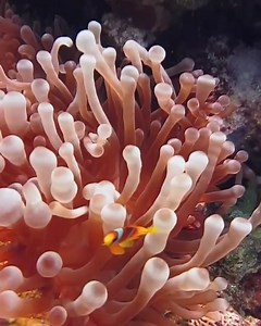 15K views · 342 reactions |  Tucked safely in its soft coral home, the *anemone fish* is always a joy to see. So small, so bold — a little reef guardian with a big personality. Nature’s perfect harmony between fish and anemone! 視 #AnemoneFish #Clownfish #reeflife #UnderwaterBeauty #MarineLife #ScubaDiving #underwaterworld #ScubaLife #RedSea #nemo #reelsfacebook #reelsviralシfb | Red Sea Diving | Facebook