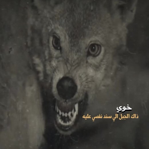 Captivating Close-Up of a Growling Wolf