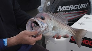 331 reactions · 35 comments | Ever get annoyed that you only seem to be catching the undersize fish in the school? Give these simple tips a go next time to ensure you make it home with a feed.  | BCF - Boating, Camping, Fishing | Facebook