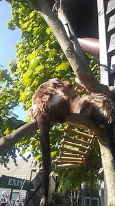 1.4K views · 76 reactions | Join Viv and Yve today at 12 noon, Bringing the Zoo direct to you, with marmosets, capuchins, grivets. alpacas and agoutis! | Shepreth Wildlife Park | Facebook