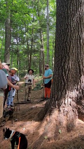 The Mohawk Trail State Forest has the greatest population of 150-foot...