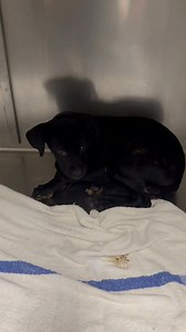 This is our poor black lab puppy Rex at The City of Mobile Animal Services. This boy is only 12 weeks old and is absolutely terrified. We desperately need to get him out of this kennel and into a loving home. Rex is great with people, dogs and cats and loves a hug, but a shelter is just not the place for him. He is only 12lbs but obviously will grow. Let’s help give this boy a Christmas Day miracle Adoption application link; https://www.surveymonkey.com/r/COMASAL | Martin Miller