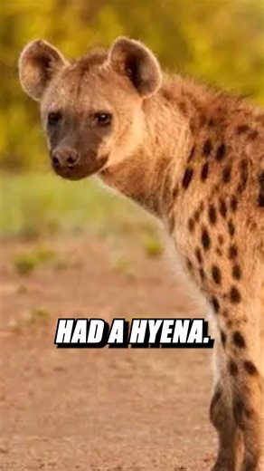 593K views · 8.4K reactions | Does anyone have a pet Hyena?! ュ . . . . #fyp #hyena #pet #pets #animal #animals #usa #oklahoma #pet #pets #wildlife #discover #discovery #discoverwildlife #wildpet #uniquepet #exoticpet #petlovers #viral #podcastclips #widltimespod #jre #jreexperience | The Wild Times Podcast | Facebook