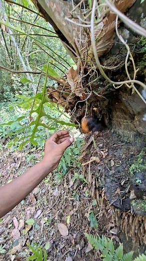 9.2K views · 33 reactions | Peeking at digging animals | Moh Sahar | Facebook