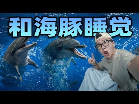 挑战跟海豚一起睡觉？晚上睡觉它们顶着我到处跑！