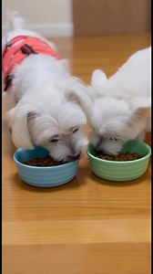 11 reactions | Two Maltese, one bowl, endless crunch 領 The sound of...