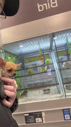 Larry checking out the birds at the pet store 🐦
