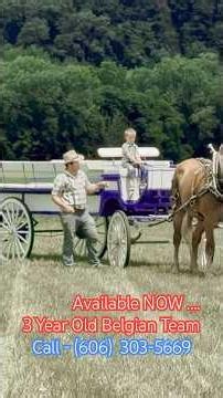 #drafthorses #equestrianjourney #drafthorseteam #horsepower #hastedrafthorsesandmules #viral