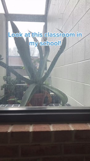 I wish this was my classroom! #school #college #plants #planttiktok