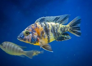 Anatomia dos peixes: O que você precisa saber! - MyAquarium