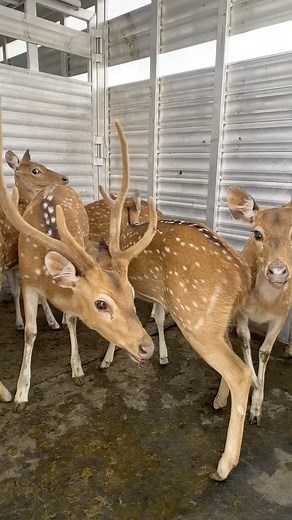 331K views · 387 reactions | Another healthy load of axis! | Spring Creek Outdoors, LLC | Facebook