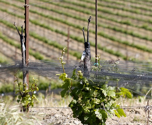 Guía básica para realizar injertos en vides o parras - PortalFruticola.com