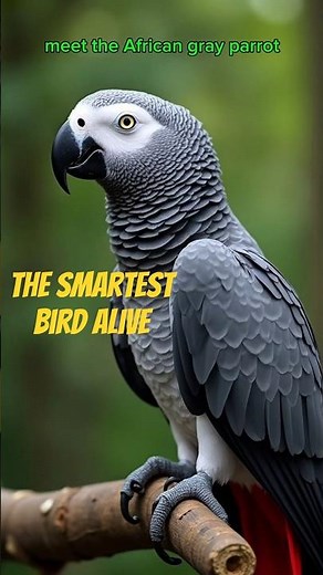 The Smartest Bird That can Live up to 50 Years