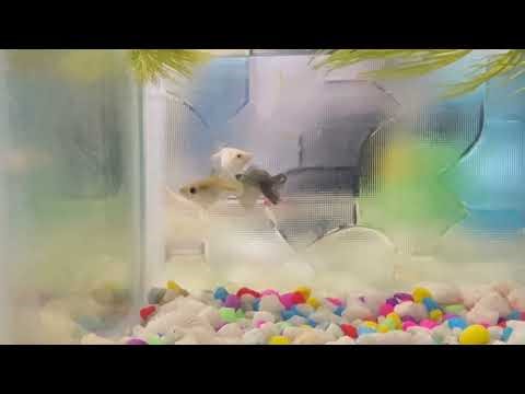 Guppy Giving Birth Caught on Camera!📸