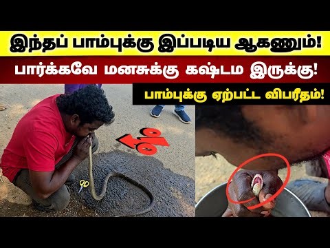இந்த பாம்புக்கு இப்படி ஆகணும்! 😭 பார்க்கவே மனசுக்கு கஷ்டம இருக்கு! | Snake_Saga