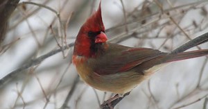These Photos Show a Rare Half-Male, Half-Female Cardinal