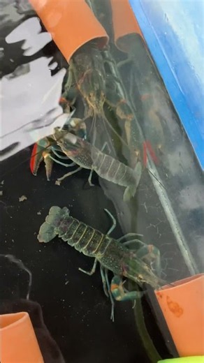 Trio Breeder Australian Red Claw #crayfish