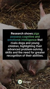 Pigs are more than just farm animals—they’re intelligent beings with advanced problem-solving skills and emotional depth. Let’s recognize their abilities and treat them with the respect they deserve. 🐖💡 | Curejoy