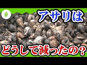 【海の教室・理科】アサリはどうして減ったの？（熊本県）