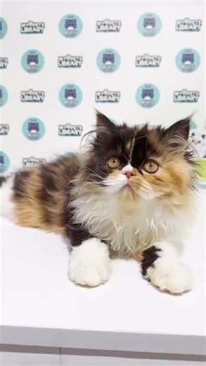 MC Persian Kitten (Female)