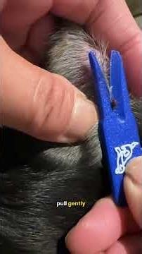 NEVER Do This When Removing A Tick From Your Dog!