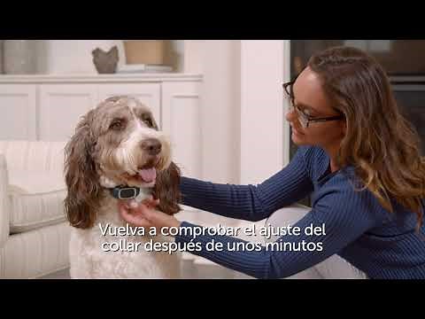 Cómo ajustar el collar antiladridos PetSafe® - ES