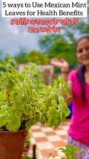 52K views · 1.4K reactions | 5 Best Ways To Use Mexican Mint or Indian Borage Leaves or Ajwain Leaves for Your Health Benefits. #mexicanmint #ajwain #medicinalherbs #ayurvedicmedicine #homeremedies | Rathi Anshu | Facebook