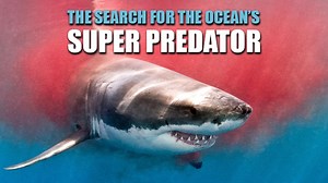 The Search for the Ocean's Super Predator | KET