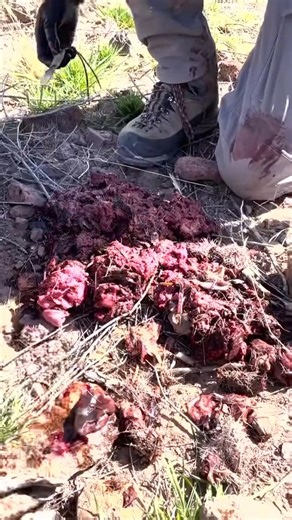 Ever wonder what a mountain lion eats? | MeatEater