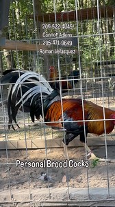 606 reactions · 14 comments | Personal SlickLizard brood cocks 年 #slicklizard | Connor Scott Adkins | Facebook