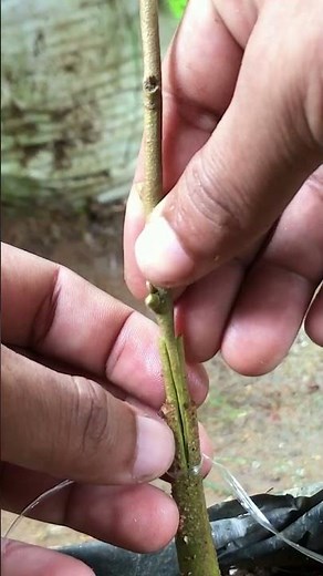Durian V Cut Grafting EP371