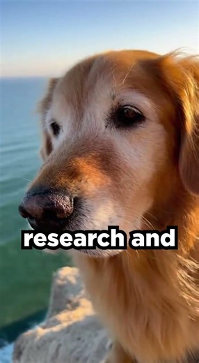 This Dog Loves Jumping Off Cliffs #hearttouching #goldenretriever #pets