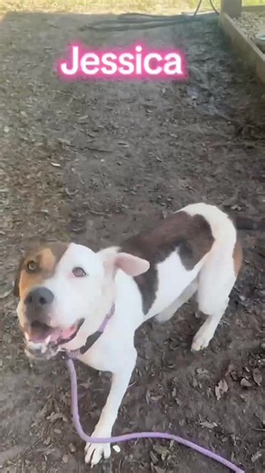 Here’s to 2026 being kinder, softer, and full of second chances 🐾 Shelter dogs remind us that love can always start again. 🐾 $25 adoption fee includes spay/neuter, vaccines, microchip and a 1 year county license. Veterans always adopt for free! 𝗛𝗲𝗿𝗻𝗮𝗻𝗱𝗼 𝗖𝗼𝘂𝗻𝘁𝘆 𝗦𝗵𝗲𝗿𝗶𝗳𝗳'𝘀 𝗢𝗳𝗳𝗶𝗰𝗲-𝗔𝗻𝗶𝗺𝗮𝗹 𝗦𝗲𝗿𝘃𝗶𝗰𝗲𝘀 𝟣𝟫𝟦𝟧𝟢 𝖮𝗅𝗂𝗏𝖾𝗋 𝖲𝗍. 𝖡𝗋𝗈𝗈𝗄𝗌𝗏𝗂𝗅𝗅𝖾, 𝖥𝖫 𝟥𝟦𝟨𝟢𝟣 (𝟥𝟧𝟤) 𝟩𝟫𝟨-𝟧𝟢𝟨𝟤 𝖬𝗈𝗇 𝟣𝟣-𝟧 𝖳𝗎𝖾𝗌 𝟣𝟣-𝟩 𝖶𝖾𝖽 𝟣𝟣-𝟩 𝖳𝗁𝗎𝗋𝗌 𝟣𝟣-𝟩 �