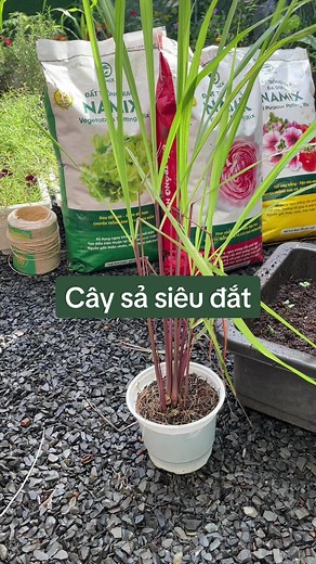 Cây sả Java: Giá trị và chăm sóc đúng cách