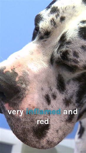 Giant Great Dane's ear infection could turn deadly 😱 | Bondi Vet