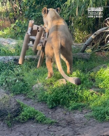 Happy World Lion Day! 🌏🦁 Our purr-fect pride enjoyed some special enrichment 'prey' filled with chicken and cream cheese. Activities like this encourage our lions to use their natural hunting instincts, just as they would in the wild! 🐾 | Perth Zoo