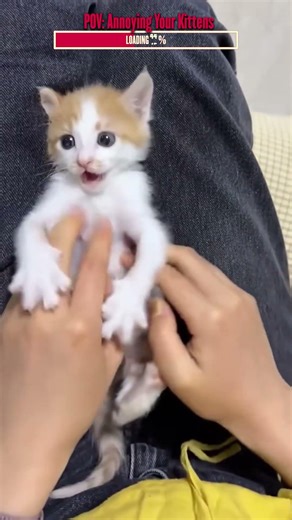 The Most Important Part of Owning Kittens | Algorithm Cleanse