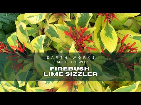Habits and Care for The Unbeatable Plant Even Frost Can't Beat: Meet Firebush Lime Sizzler! 🌿