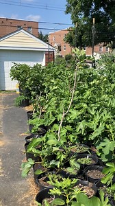 15K views · 219 reactions | Fig Trees Back From the Dead #fig #figtree #figboss #gardeningtips #fruittrees | Fig Boss | Facebook