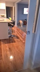 7.7K views · 289 reactions | The Mobile Vet Nurse on Reels | Facebook