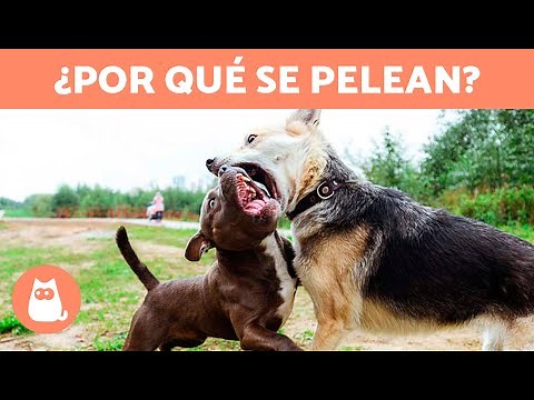 Why do my dogs fight with each other? 🐶⚡🐶 (5 Causes and Solutions)