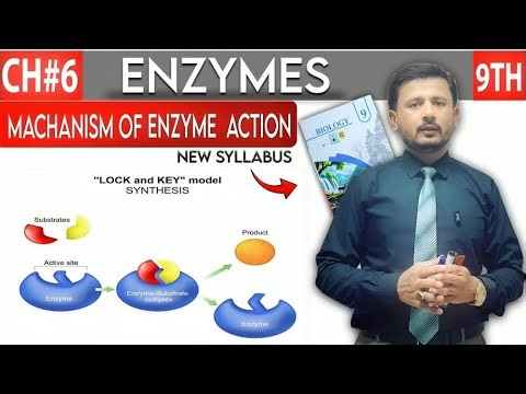 Mechanism of enzyme action | Chapter Enzyme | 9th class biology new syllabus| Lec:5
