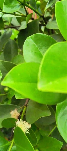 #mangocultivation #mango #mangocrop #mangofarming #satisfying